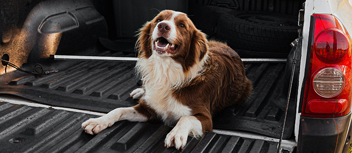 Travelling with Your Dog in Your Ute: Tips for Safety and Comfort